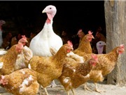 Phát hiện ca nhiễm cúm gia cầm H3N8 đầu tiên ở người